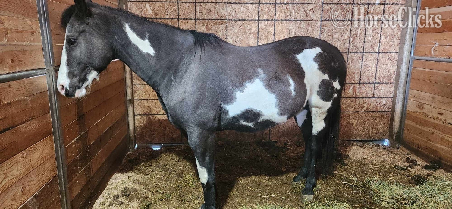 "Delilah" Chocolate Mare Paint