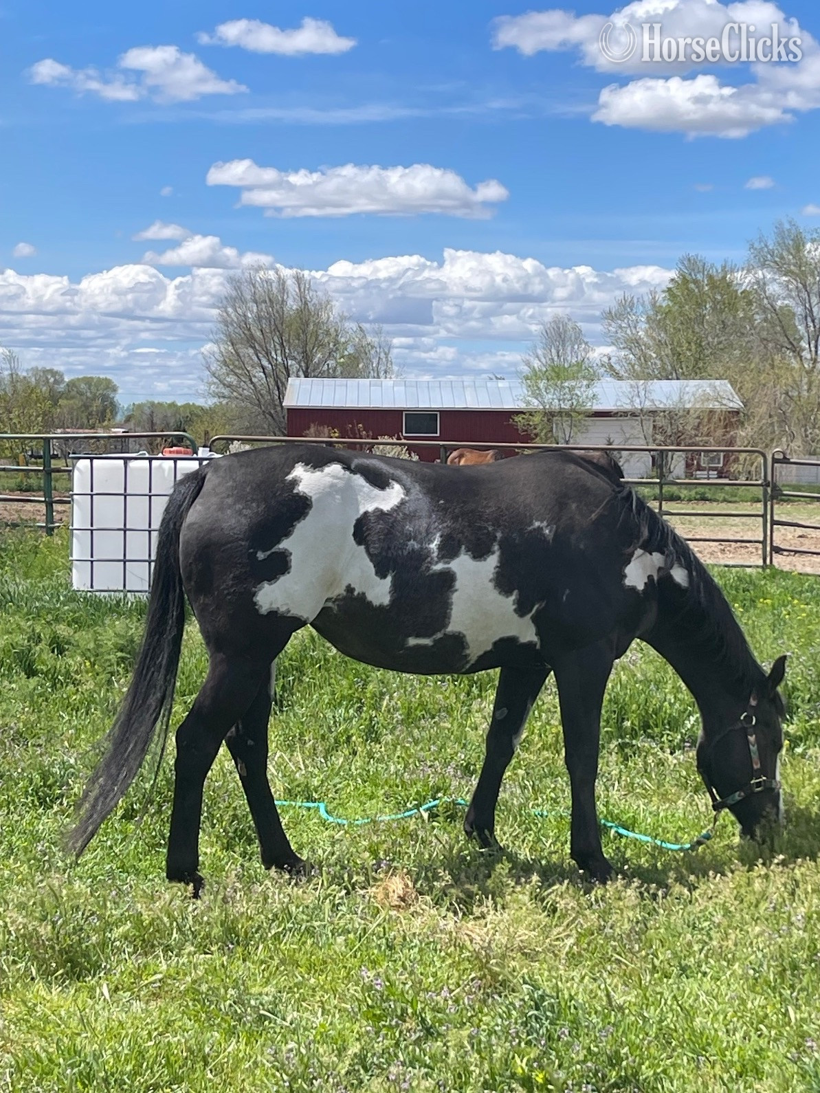 Idaho "Delilah" Chocolate Mare Paint