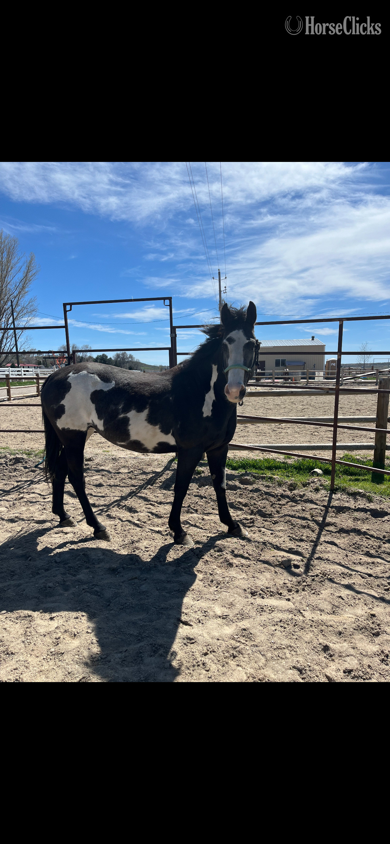 "Delilah" Chocolate Mare Paint - Paint in Idaho