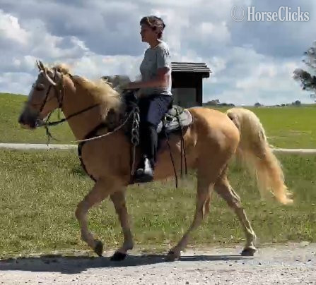 "Mack" Palomino Gelding Kentucky Mountain