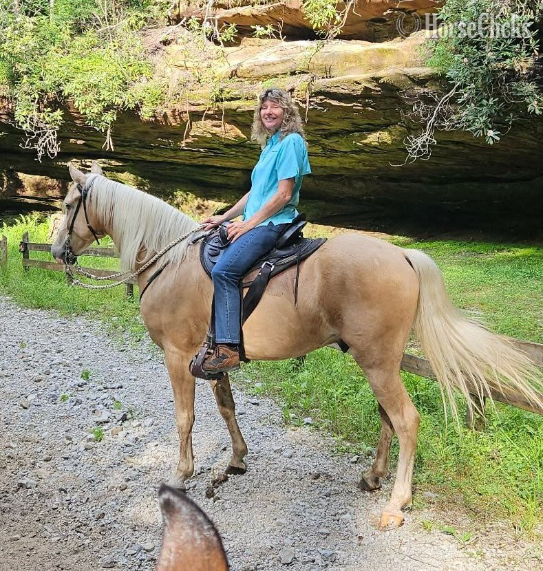 Tennessee "Mack" Palomino Gelding Kentucky Mountain