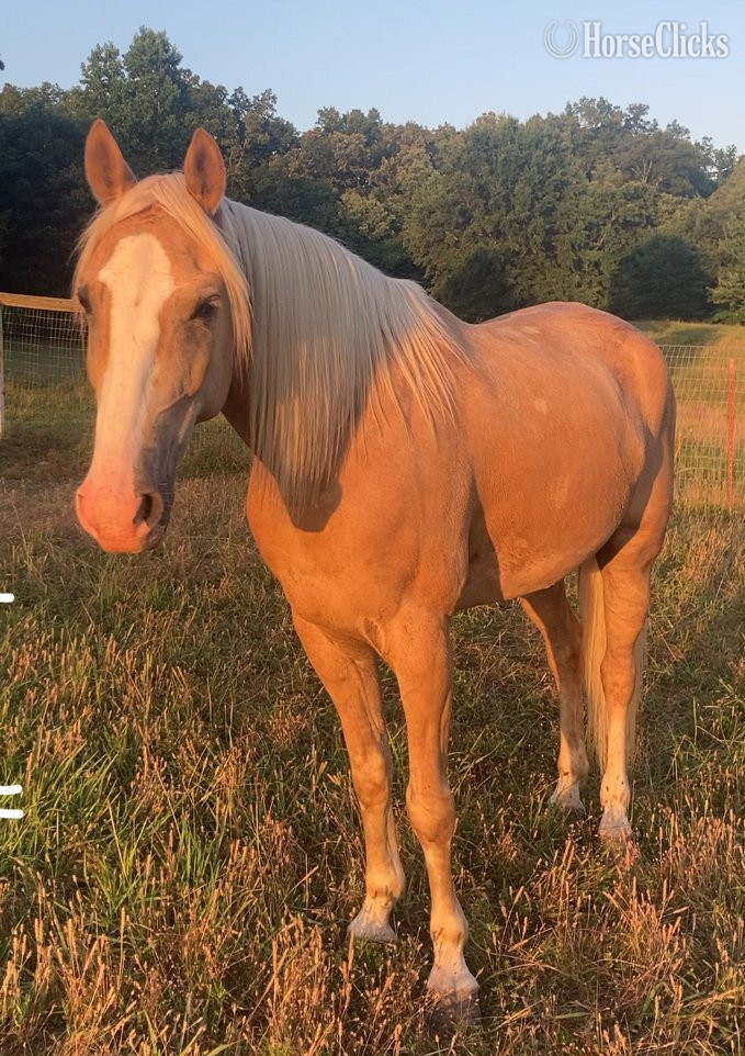 "Mack" Palomino Gelding Kentucky Mountain - Kentucky Mountain in Tennessee