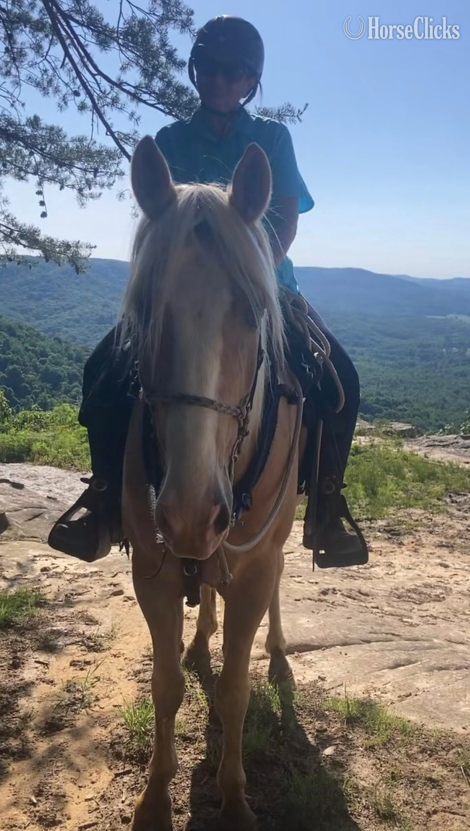 "Mack" Palomino Gelding Kentucky Mountain - Kentucky Mountain