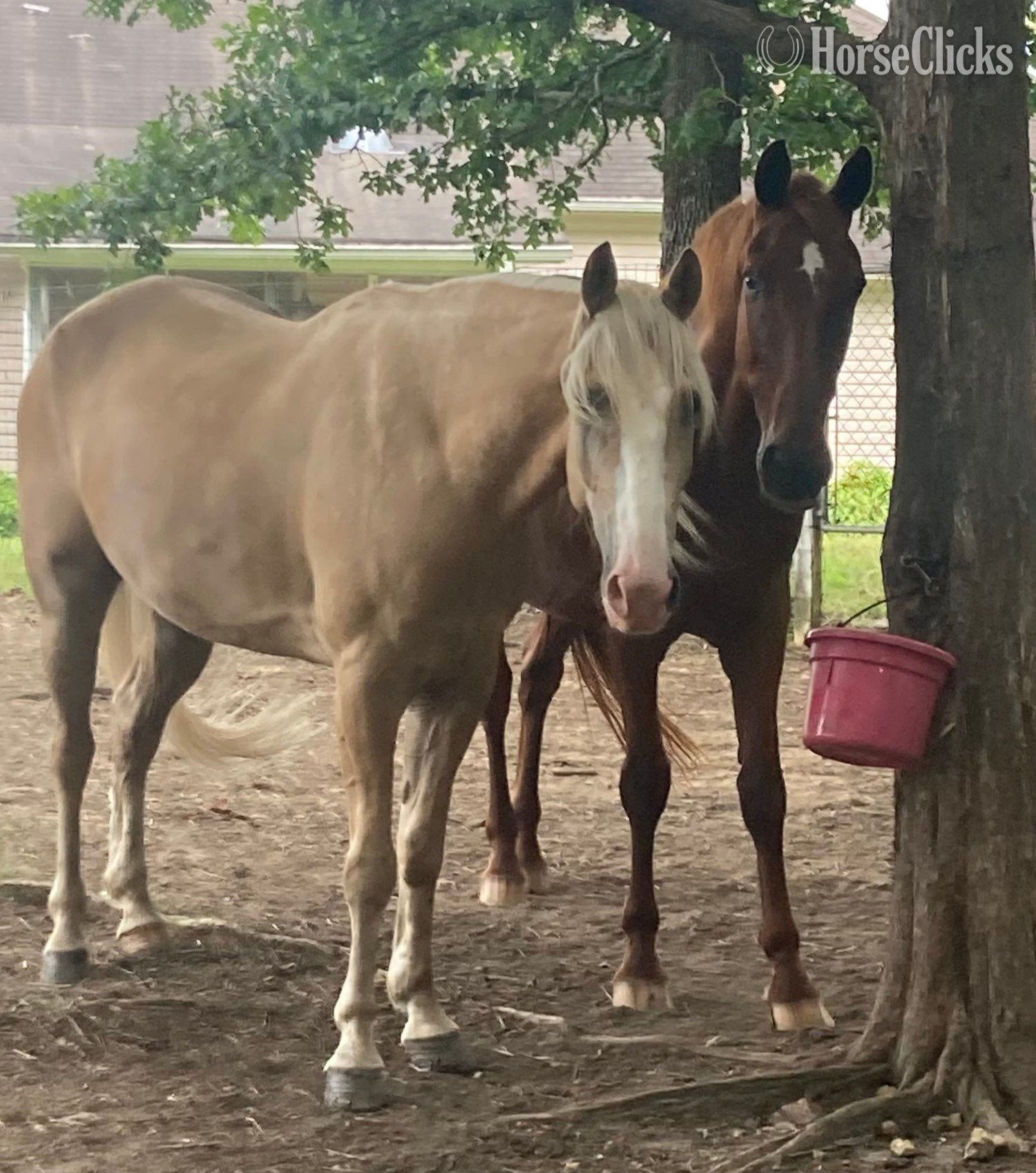"Mack" Palomino Gelding Kentucky Mountain Tennessee