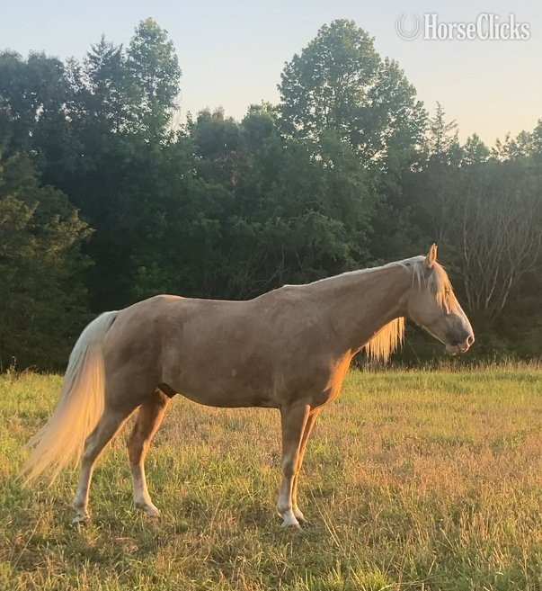 Kentucky Mountain - "Mack" Palomino Gelding Kentucky Mountain in Tennessee