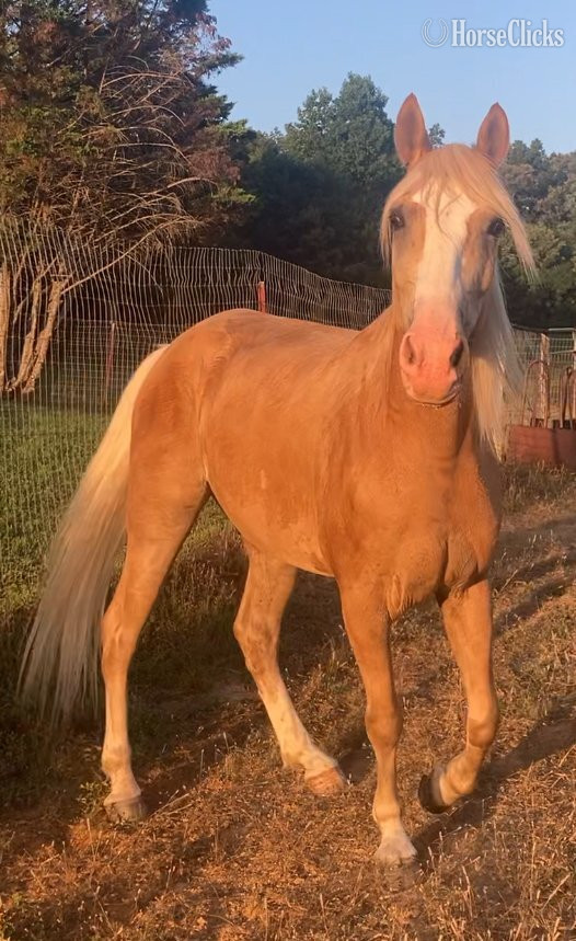 Kentucky Mountain - "Mack" Palomino Gelding Kentucky Mountain