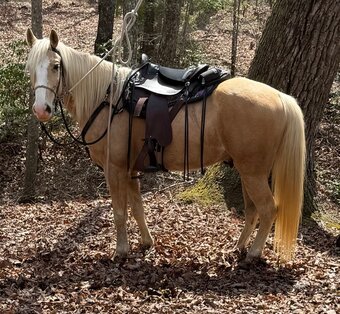 "Mack" Palomino Gelding Kentucky Mountain