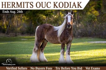 "Kodiak" Bay Stallion Gypsy Vanner