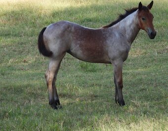 "Izzie" Bay Roan Filly Quarter Horse