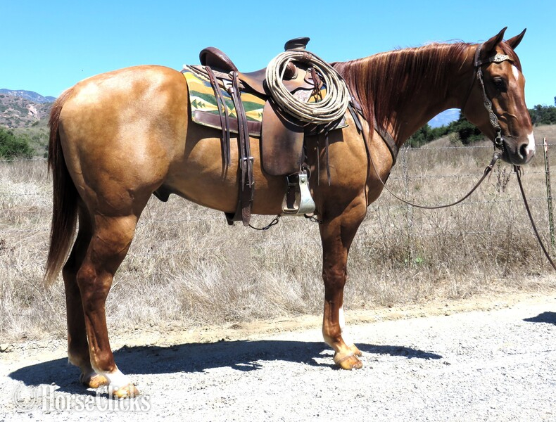 "TF DRIFTYS JACKPOT" Red Dun Gelding Quarter Horse in California