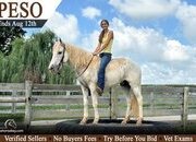 "Peso" White Gelding Quarter Pony