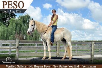 "Peso" White Gelding Quarter Pony