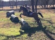 Cool Buckskin Jumping Pony