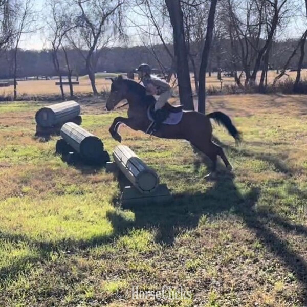 "Pluto" Buckskin Gelding Quarter Pony in Texas