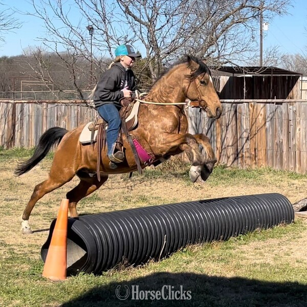 "Pluto" Buckskin Gelding Quarter Pony