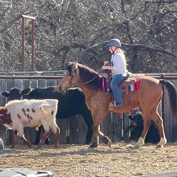 Texas "Pluto" Buckskin Gelding Quarter Pony