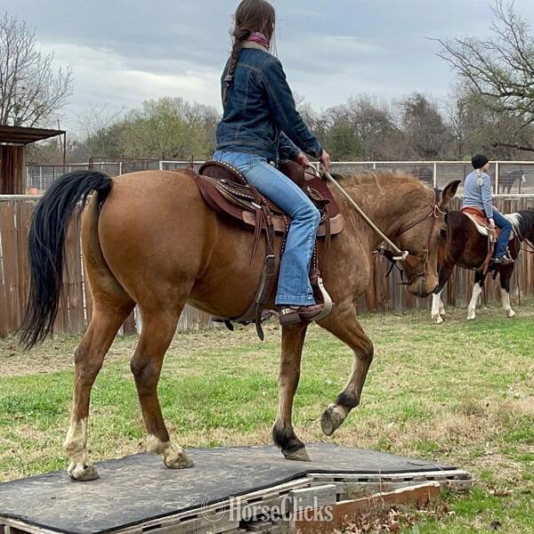 "Pluto" Buckskin Gelding Quarter Pony - Quarter Pony in Texas