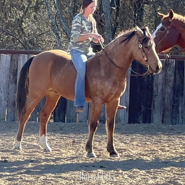 "Pluto" Buckskin Gelding Quarter Pony - Quarter Pony