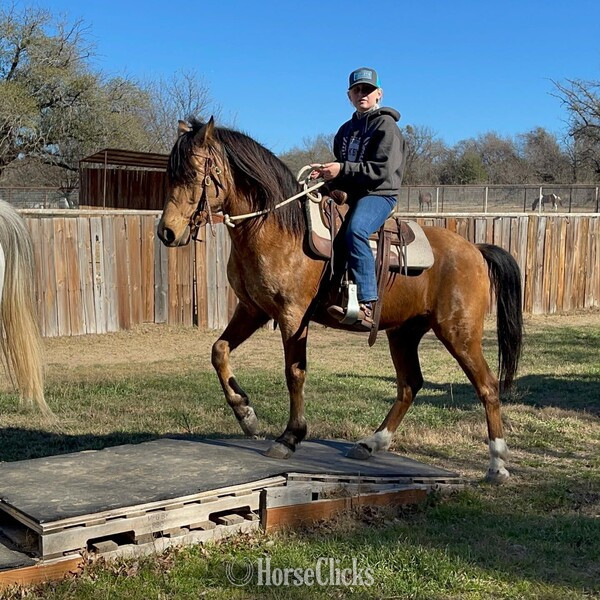 "Pluto" Buckskin Gelding Quarter Pony Texas