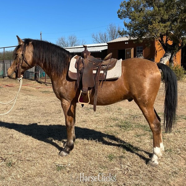 Quarter Pony - "Pluto" Buckskin Gelding Quarter Pony in Texas