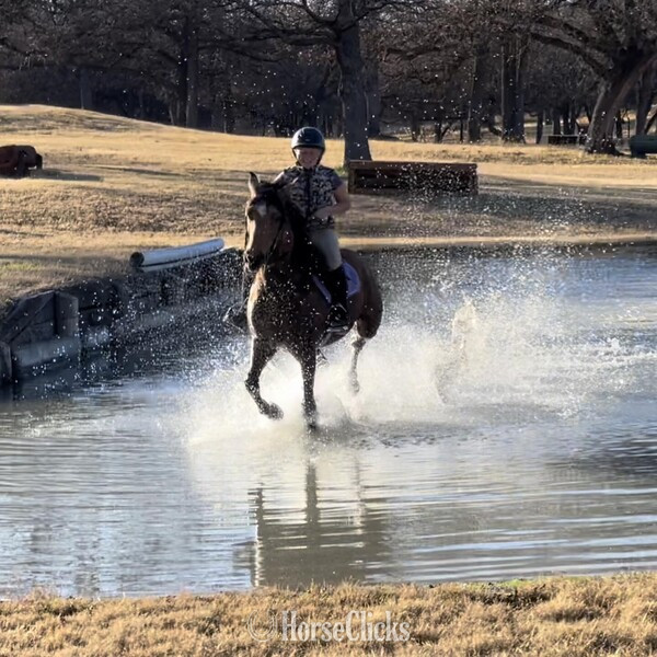 Quarter Pony - "Pluto" Buckskin Gelding Quarter Pony