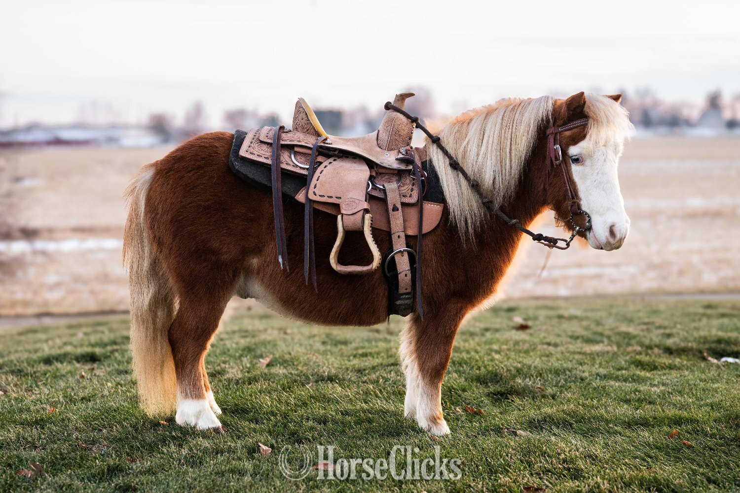 "Spanky" Sorrel Gelding Pony in Ohio