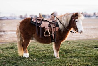 "Spanky" Sorrel Gelding Pony