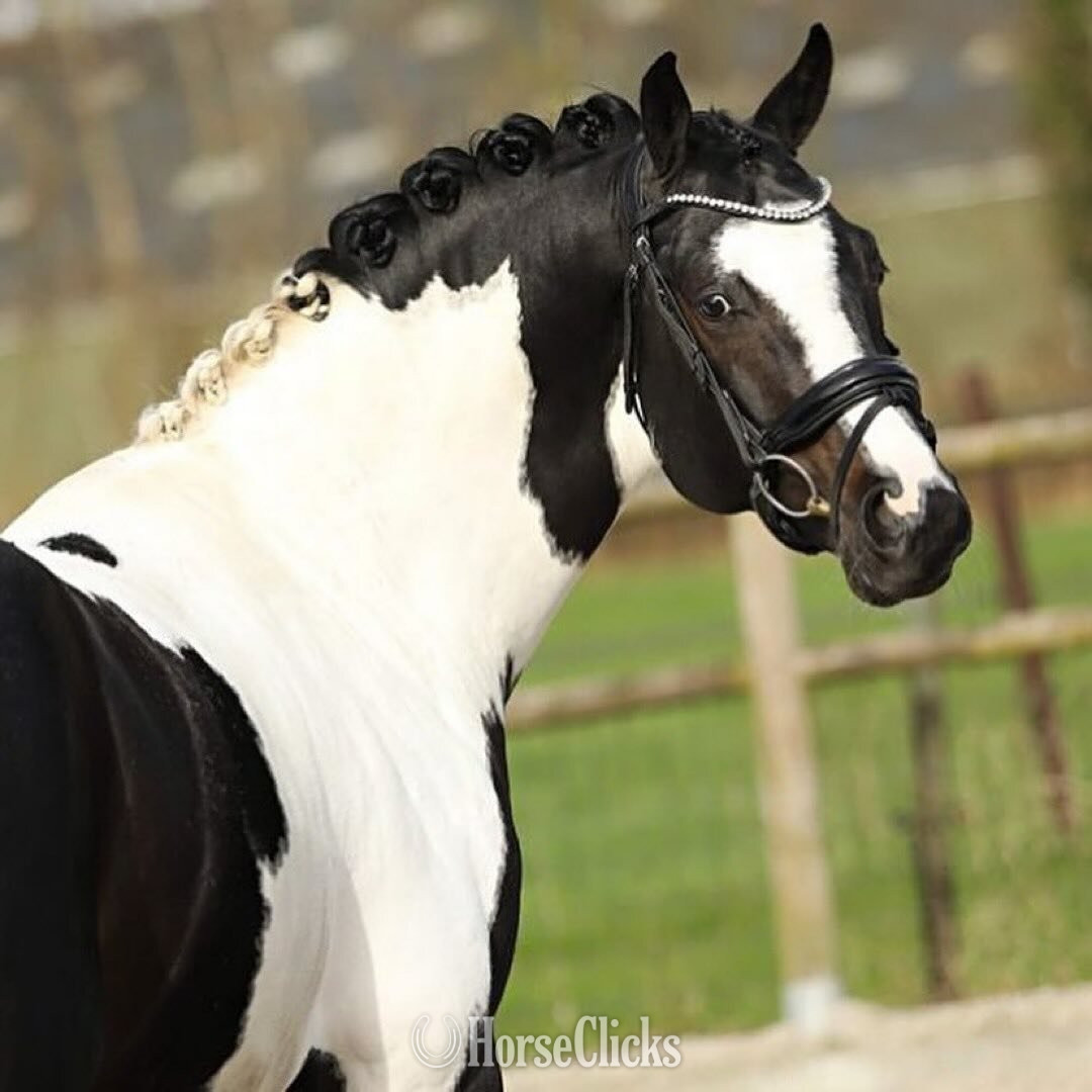 "DOMINION"  Stallion Other Breed in Nebraska