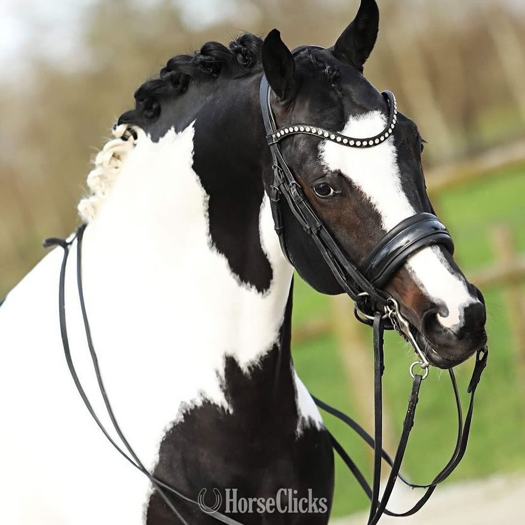 "DOMINION"  Stallion Other Breed