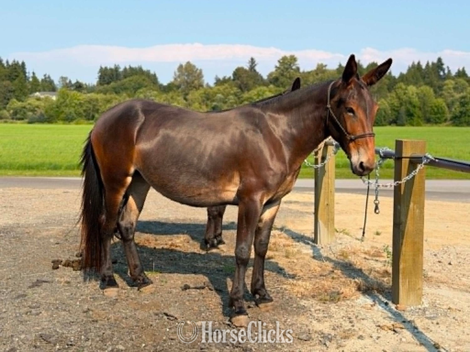 "Molly (Molly Mule)" Silver Bay Mare Mule
