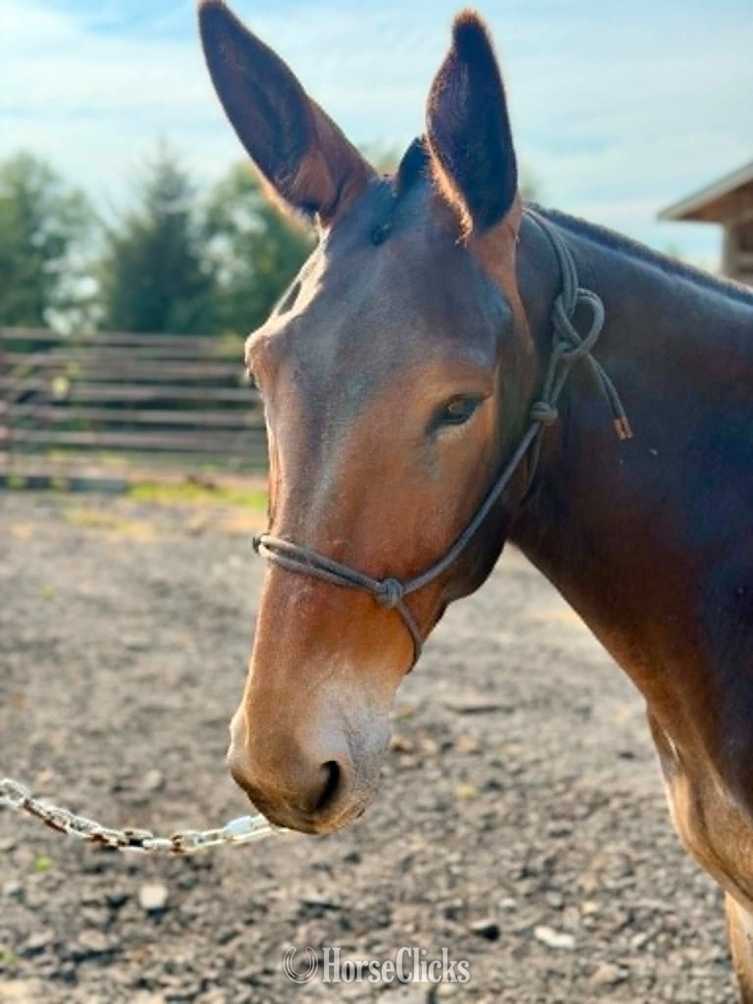 Washington "Molly (Molly Mule)" Silver Bay Mare Mule