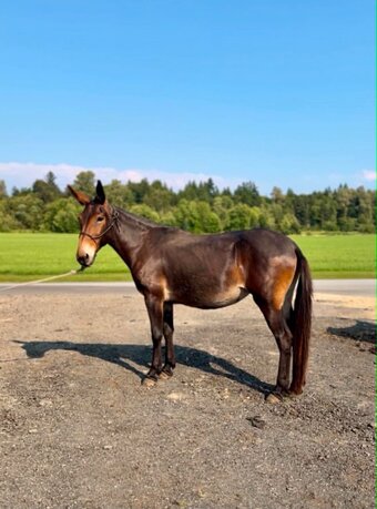 "Molly (Molly Mule)" Silver Bay Mare Mule