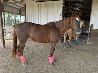 "Revenue For Lore" Chestnut Mare Thoroughbred