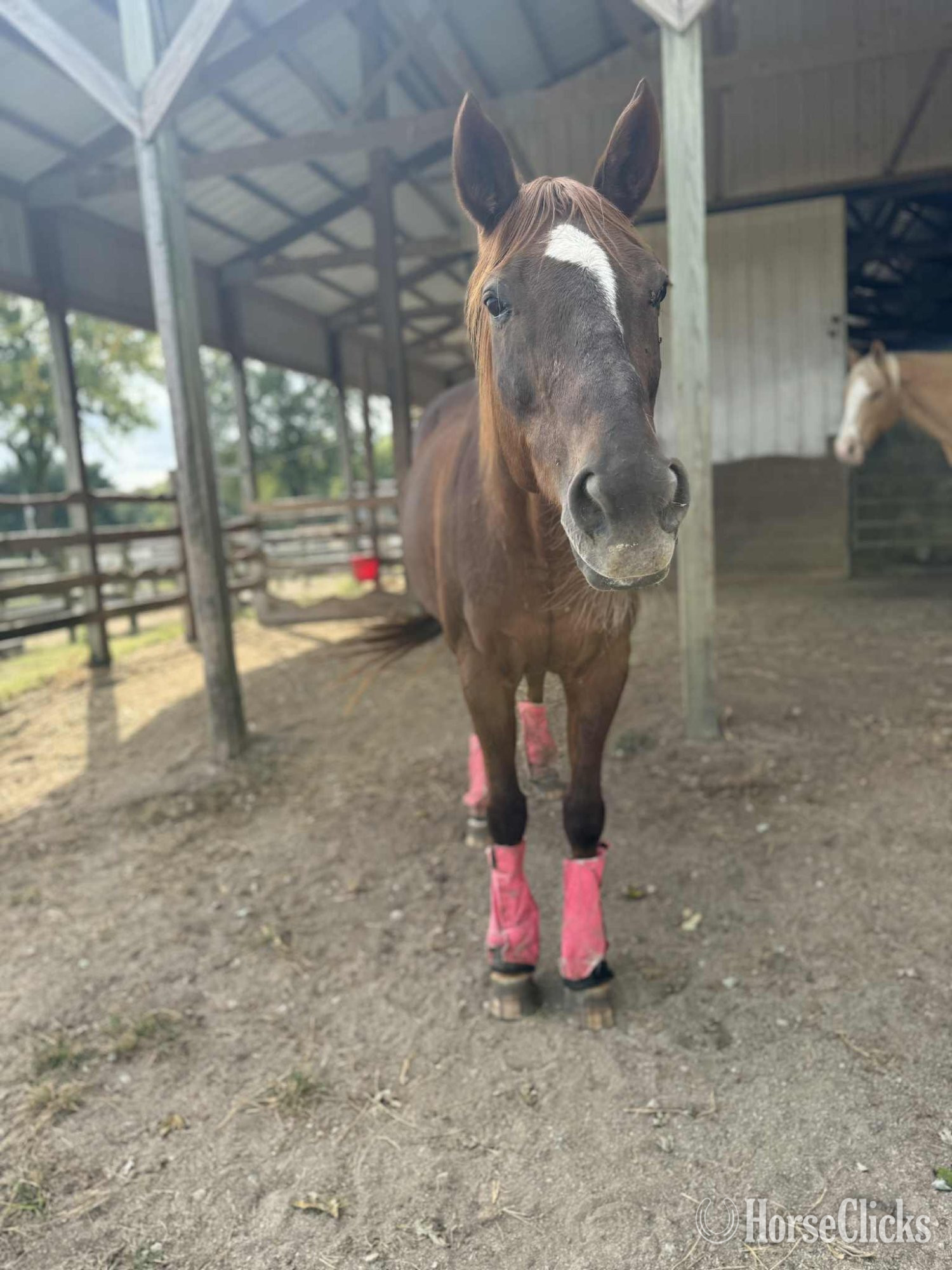 Illinois "Revenue For Lore" Chestnut Mare Thoroughbred