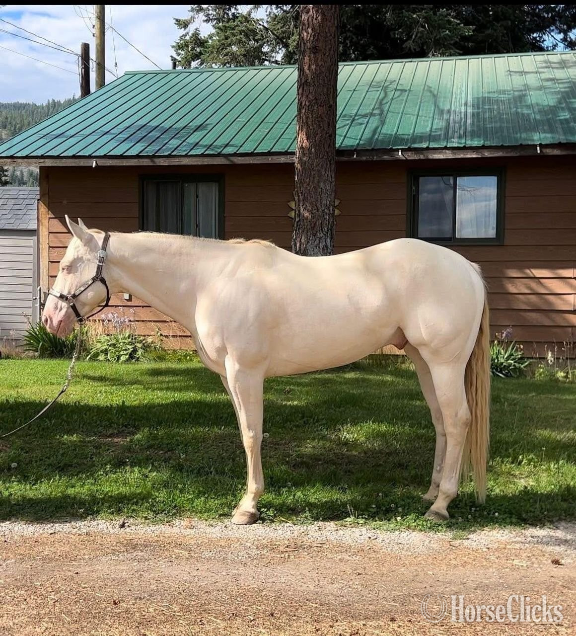 "Daisy " Cremello Mare Quarter Horse in Texas
