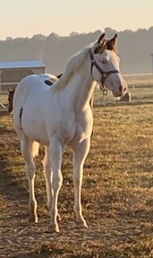 "All Weddy Rockin" Bay Mare Paint