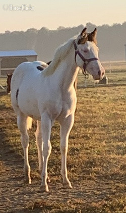 "All Weddy Rockin" Bay Mare Paint in Maryland