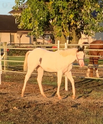 "All Weddy Rockin" Bay Mare Paint