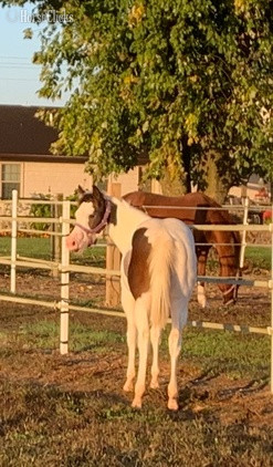 Maryland "All Weddy Rockin" Bay Mare Paint