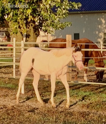 "All Weddy Rockin" Bay Mare Paint - Paint in Maryland