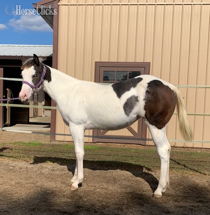 "All Weddy Rockin" Bay Mare Paint - Paint