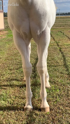"All Weddy Rockin" Bay Mare Paint Maryland