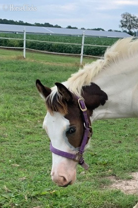 Paint - "All Weddy Rockin" Bay Mare Paint in Maryland