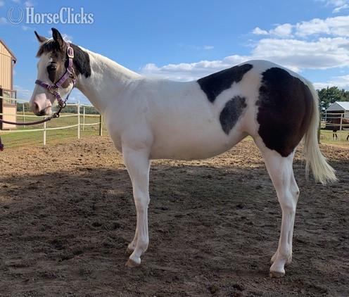 Paint - "All Weddy Rockin" Bay Mare Paint