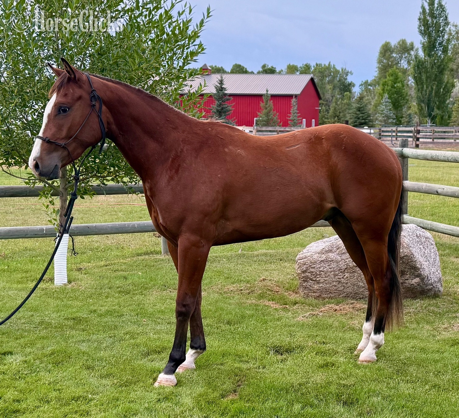 "Dry Doc’s Master Whiz aka Bo" Bay Gelding Quarter Horse in Montana