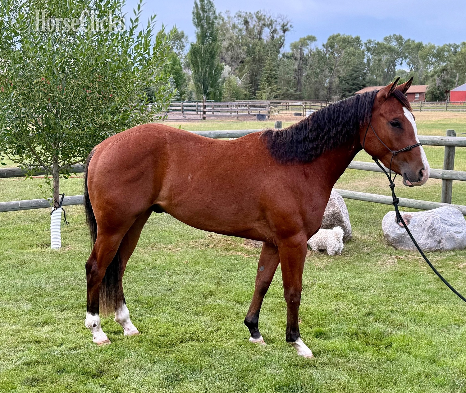 "Dry Doc’s Master Whiz aka Bo" Bay Gelding Quarter Horse