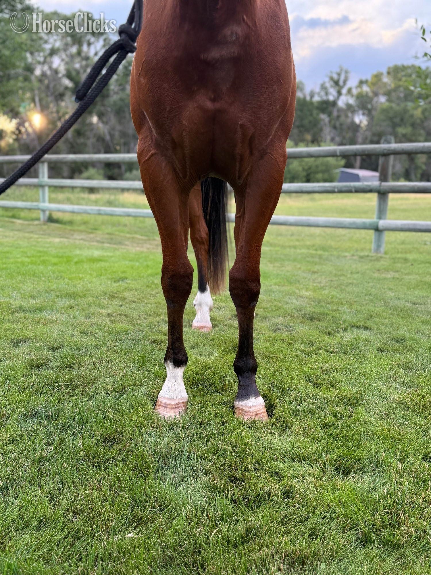 Montana "Dry Doc’s Master Whiz aka Bo" Bay Gelding Quarter Horse