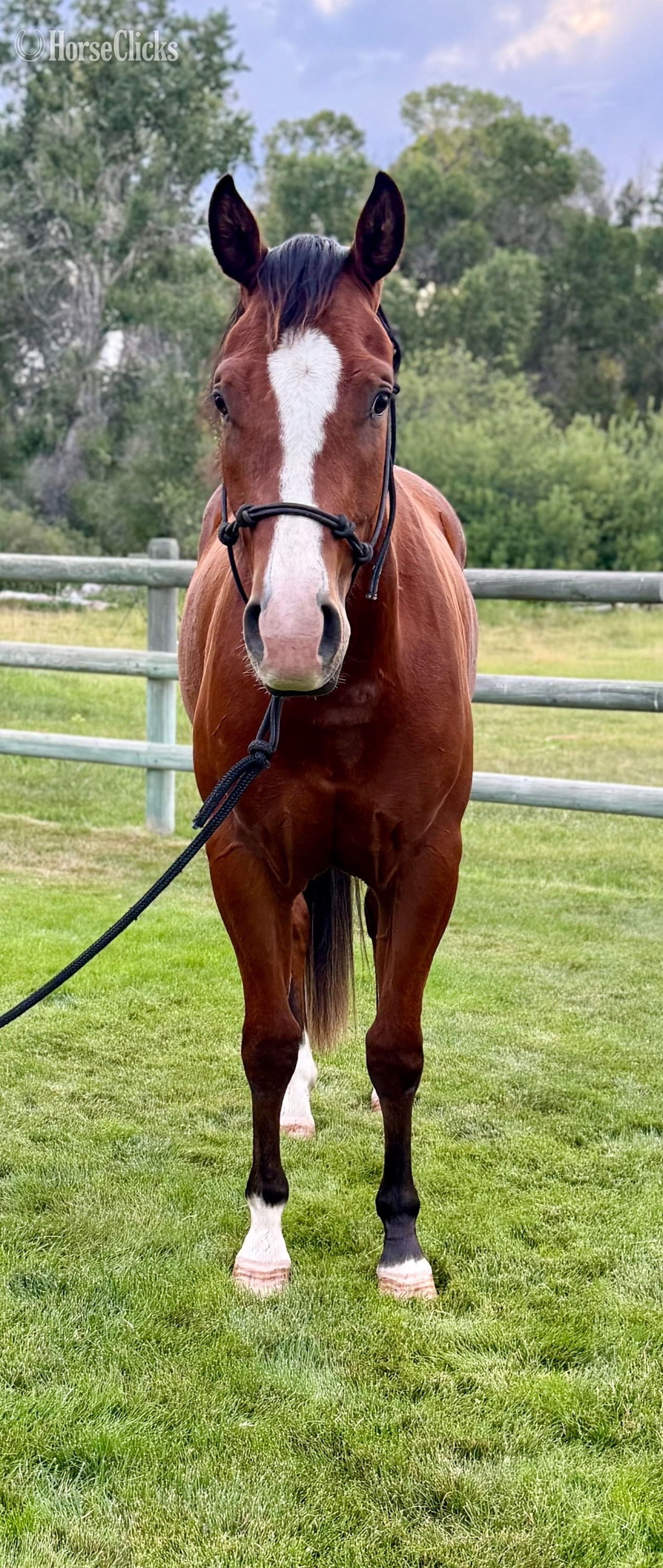 "Dry Doc’s Master Whiz aka Bo" Bay Gelding Quarter Horse - Quarter Horse in Montana