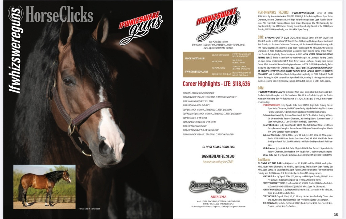 "Dry Doc’s Master Whiz aka Bo" Bay Gelding Quarter Horse - Quarter Horse