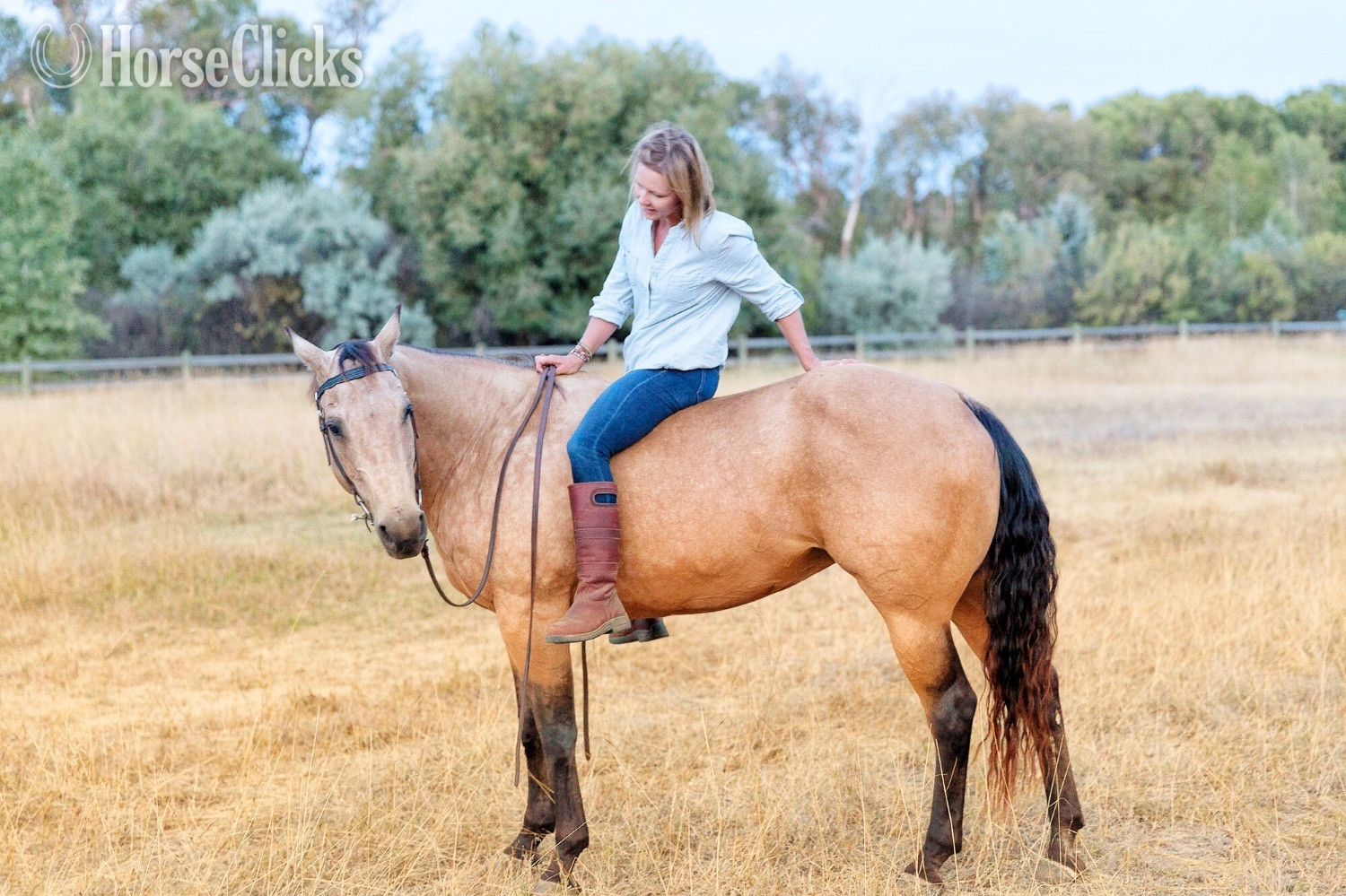 Quarter Horse - "Dry Doc’s Master Whiz aka Bo" Bay Gelding Quarter Horse in Montana
